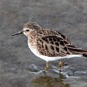 Least Sandpiper
