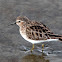 Least Sandpiper