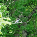 Belted Kingfisher