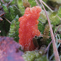 Scarlet Caterpillarclub