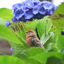 House Finch