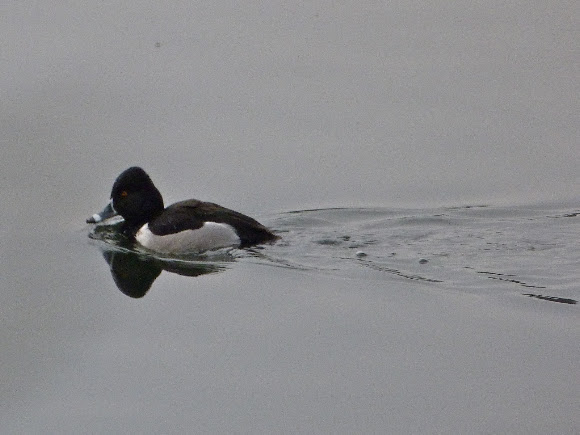 Spotting Image 1
