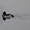 Lesser scaup (male)