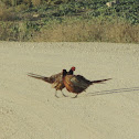 Common Pheasant