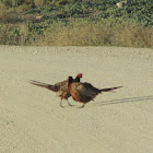 Common Pheasant