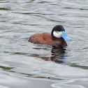 Ruddy Duck
