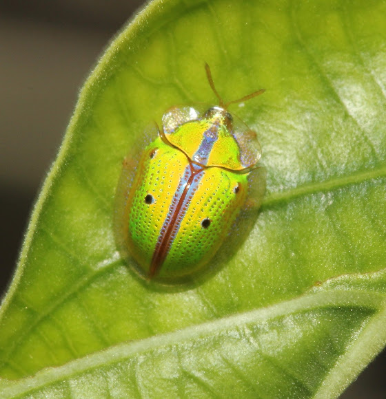 Spotting Image 1