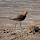 Birds of the Colne Estuary