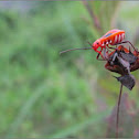 Red Cotton Stainer