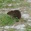 Hispid Cotton Rat
