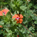 Scarlet pimpernel