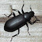 False Mealworm Beetle
