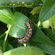 Gulf fritillary caterpillar
