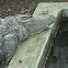 Alligator