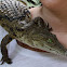 Crocodile