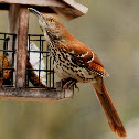 Brown thrasher