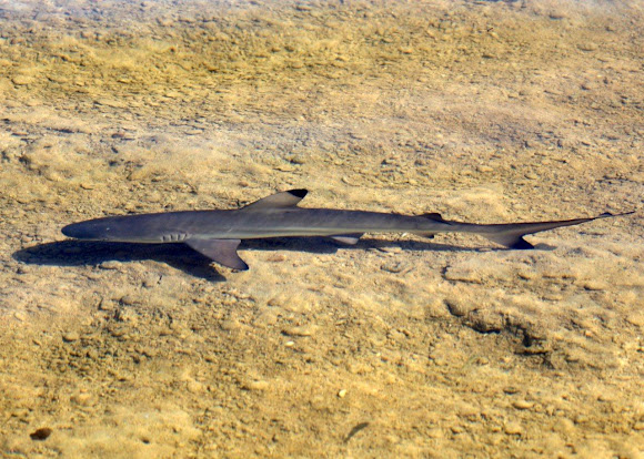 Spotting Image 1