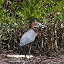 Goliath Heron