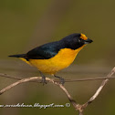 Violaceus euphonia