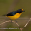 Violaceus euphonia