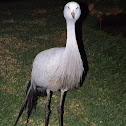 Blue Crane , Stanley Crane