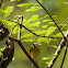 Northern Parula