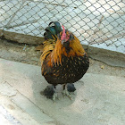 Rooster