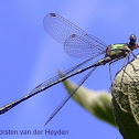 Western Willow Spreadwing