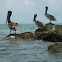 Brown Pelican