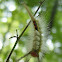 White-marked tussock moth