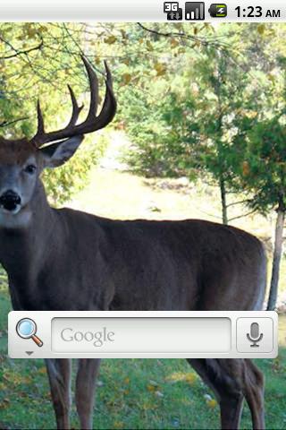 Deer Hunt Live Wallpaper