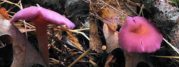 Spotting Image 1
