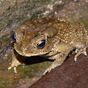Toad