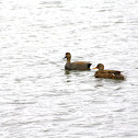 Gadwall