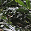 uncertain butterfly