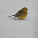 Yellowhammer
