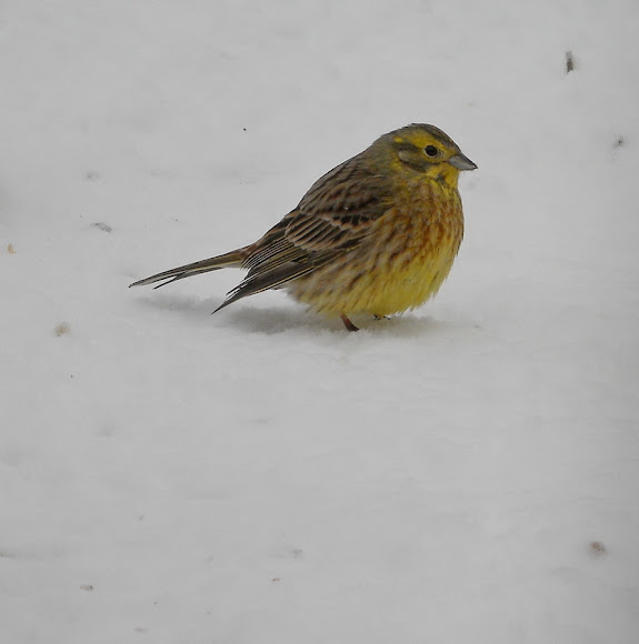 Spotting Image 1