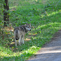 Grey Wolf 