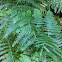 Bracken  (Dutch: Adelaarsvaren)