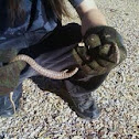 snake