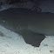 Nurse Shark