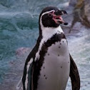 Humboldt Penguin