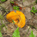 Lobster mushroom