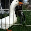 Goose