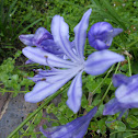 Dwarf Agapanthus