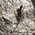 Common Dwarf Skink