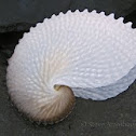 Paper Nautilus