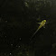Triturus marmoratus / Limpafontes verde