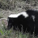 striped skunk