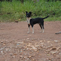 mutt